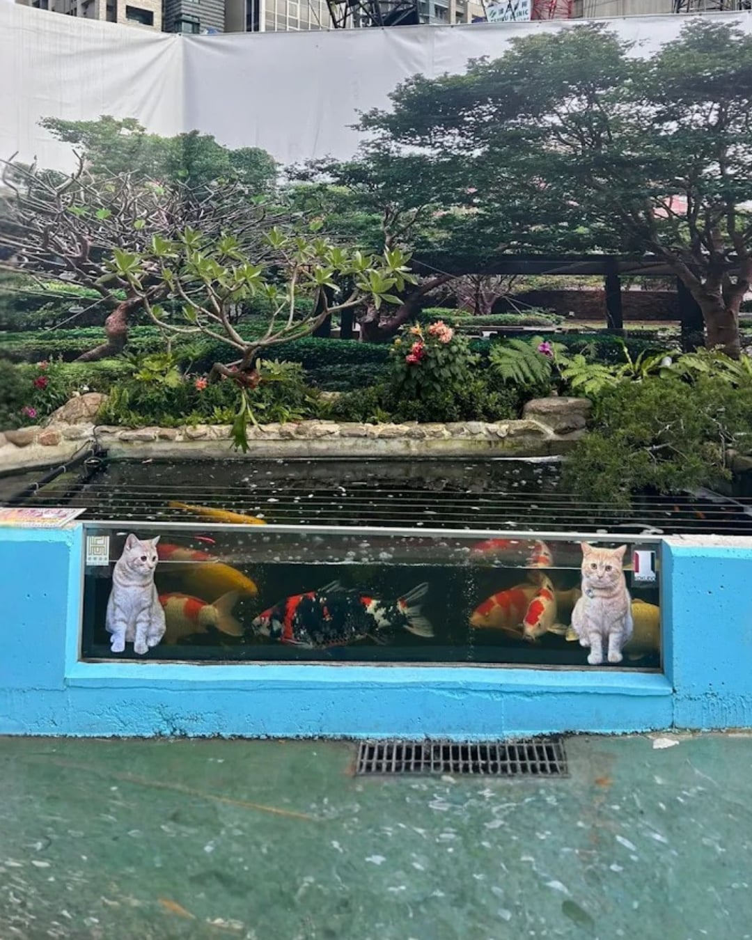 Google 地圖「隱藏版秘境」大公開！貓咪、冷氣機、學步車神教⋯5 大打卡景點引熱議！