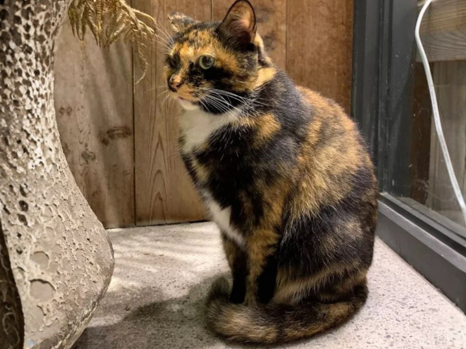 Google 地圖「隱藏版秘境」大公開！貓咪、冷氣機、學步車神教⋯5 大打卡景點引熱議！