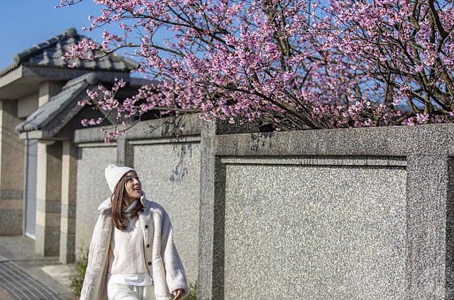 高雄櫻花季陣容超狂！BOYNEXTDOOR、SUPER JUNIOR-D&E、VIVIZ 齊聚⋯粉絲驚呼：「根本演唱會等級！」