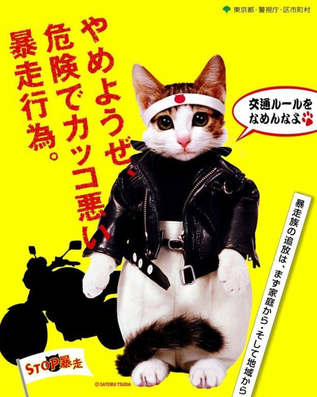 當暴走造型遇上軟萌毛孩... 日本攝影師津田覺把流浪小貓變明星