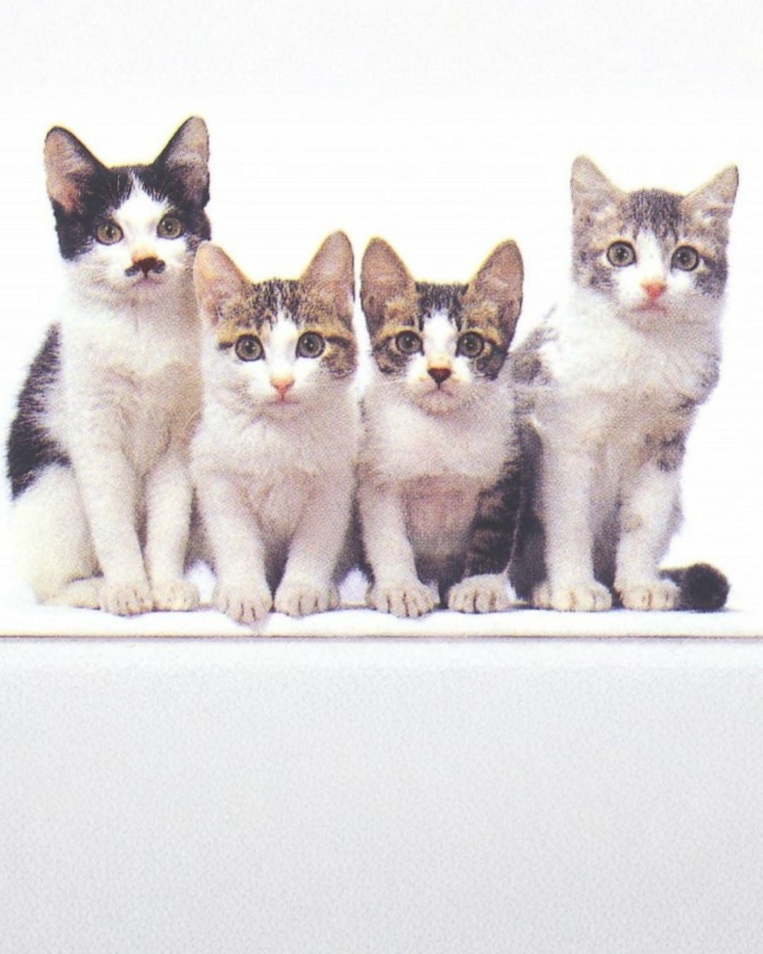 當暴走造型遇上軟萌毛孩... 日本攝影師津田覺把流浪小貓變明星