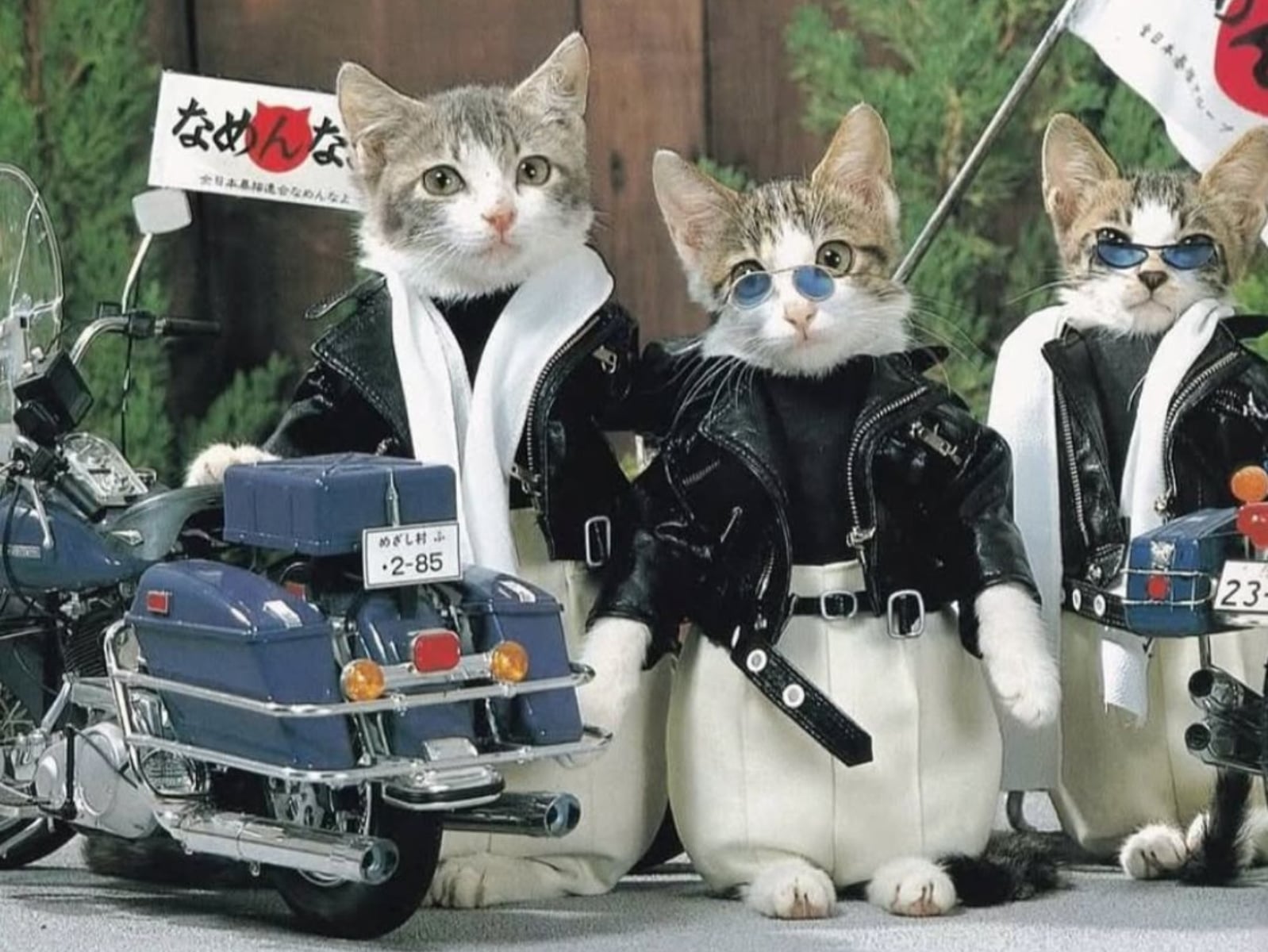 當暴走造型遇上軟萌毛孩... 日本攝影師津田覺把流浪小貓變明星