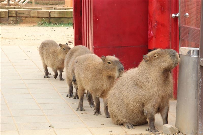 埔心牧場 2026 年 2 月正式休園！最後營業日、轉型方向、門票優惠．．．一次看！