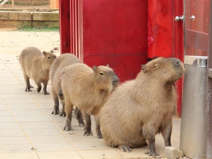 埔心牧場 2026 年 2 月正式休園！最後營業日、轉型方向、門票優惠．．．一次看！