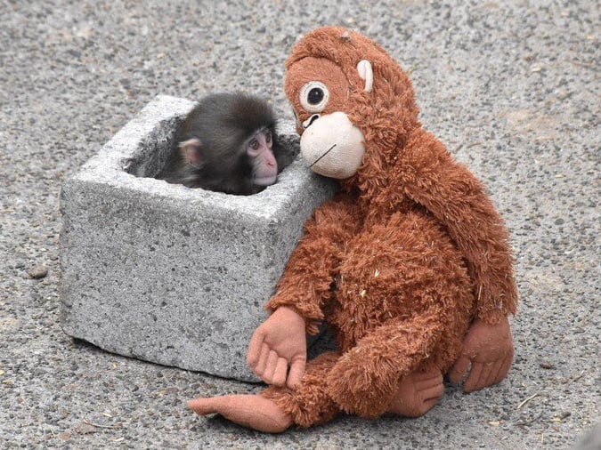 日本小猴 Panchi 緊抱玩偶爆紅！代理媽媽背後故事惹人鼻酸！