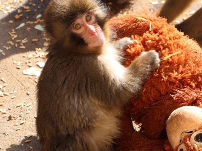 日本幼猴 Panchi 影片爆紅掀爭議！園方澄清：「非霸凌！」