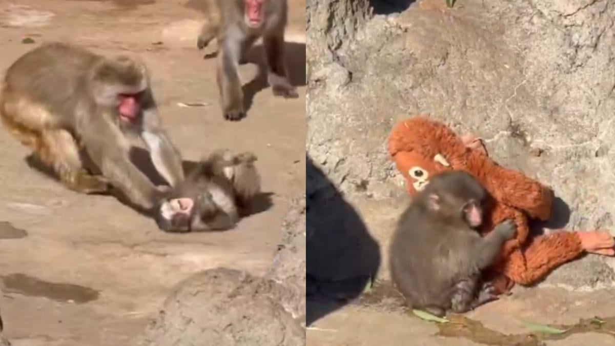 日本幼猴 Panchi 影片爆紅掀爭議!園方澄清:「非霸凌!」