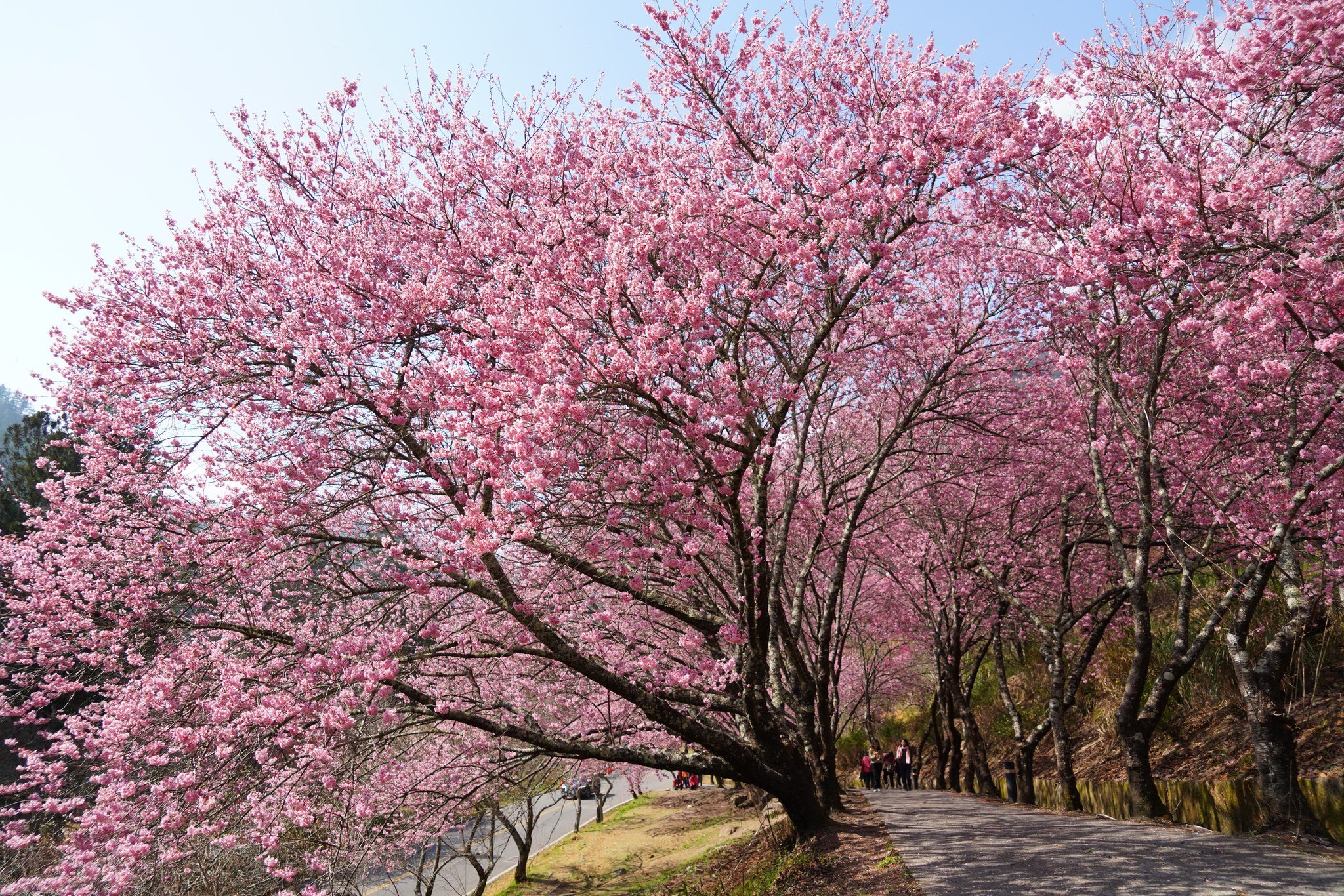 武陵農場 2026 櫻花季春節盛開！紅粉佳人、昭和櫻爆炸盛況引熱議，10 多品種輪番登場超划算！
