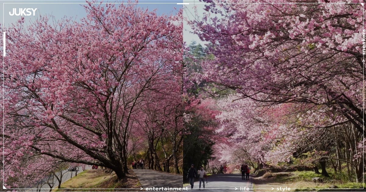 武陵農場 2026 櫻花季春節盛開！紅粉佳人、昭和櫻爆炸盛況引熱議，10 多品種輪番登場超划算！