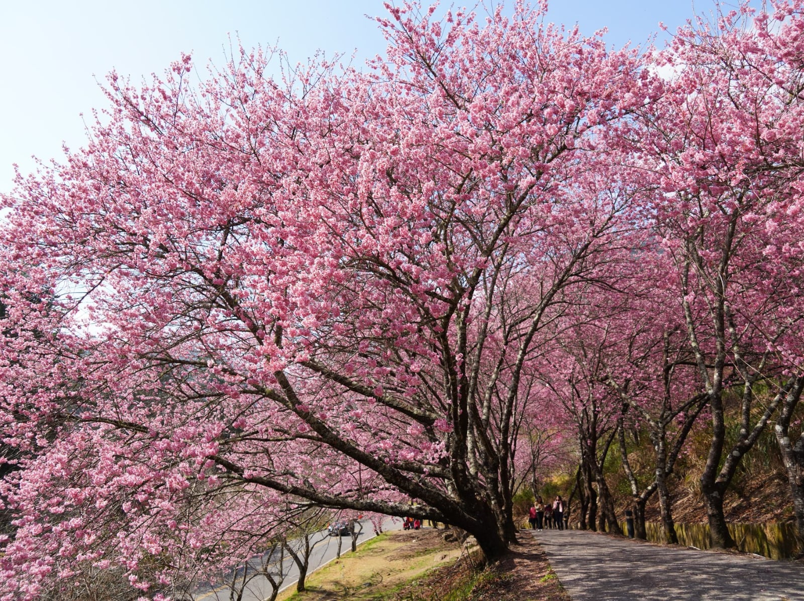 武陵農場 2026 櫻花季春節盛開！紅粉佳人、昭和櫻爆炸盛況引熱議，10 多品種輪番登場超划算！