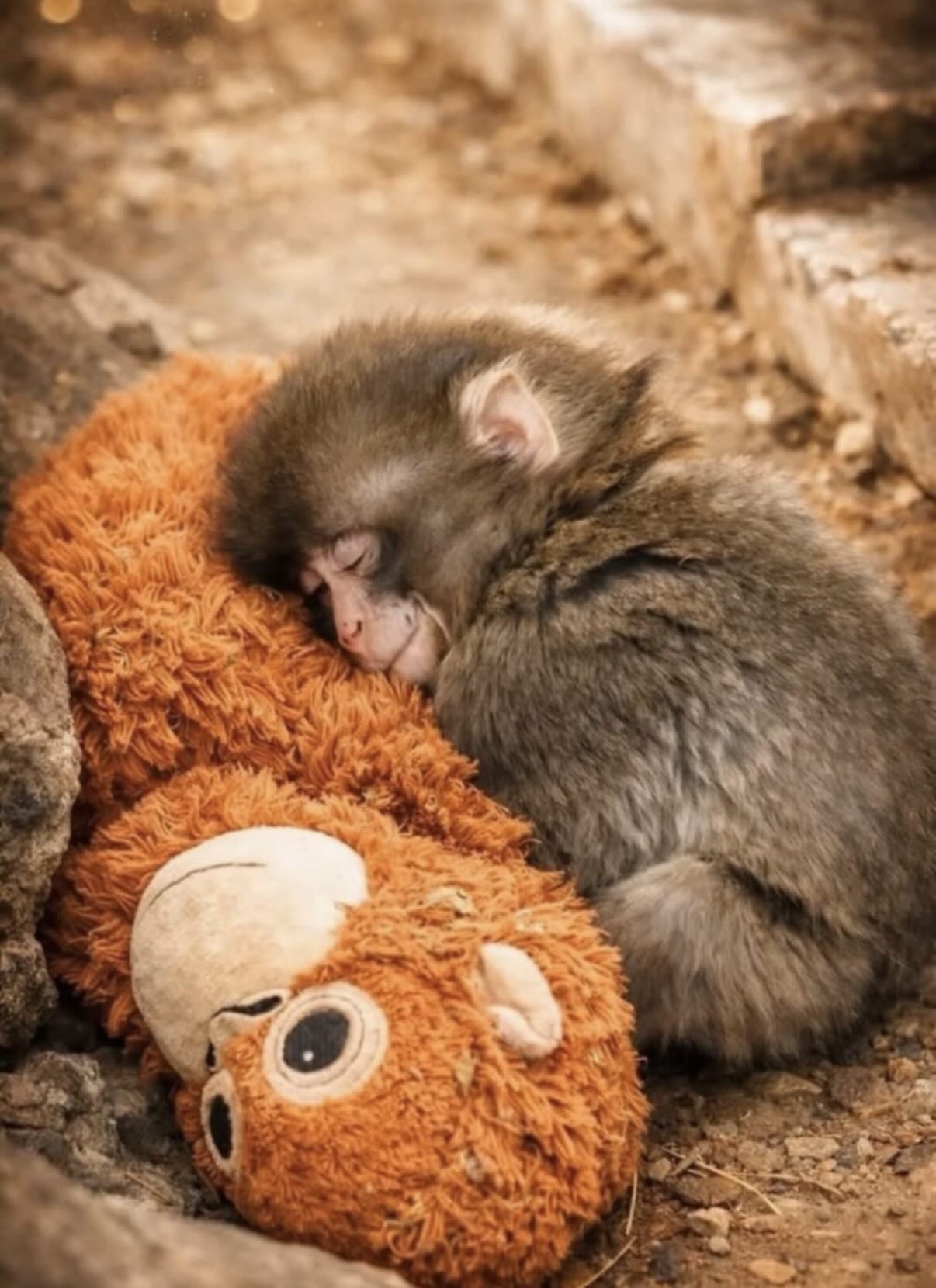 Panchi 小猴子紅什麼?緊抱 IKEA 玩偶、無法融入族群遭拖行⋯暖心故事一次看!