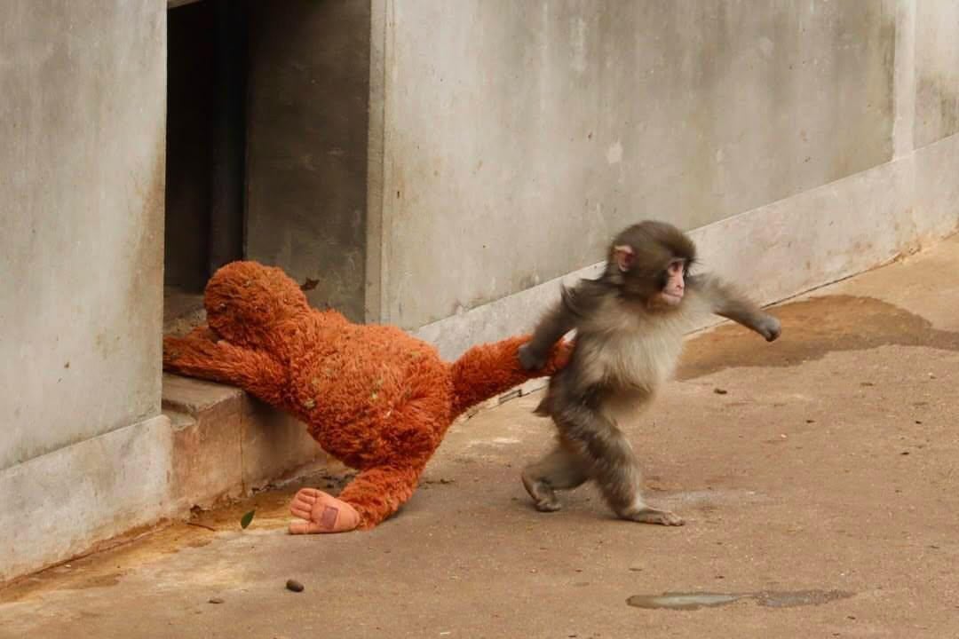 Panchi 小猴子紅什麼?緊抱 IKEA 玩偶、無法融入族群遭拖行⋯暖心故事一次看!