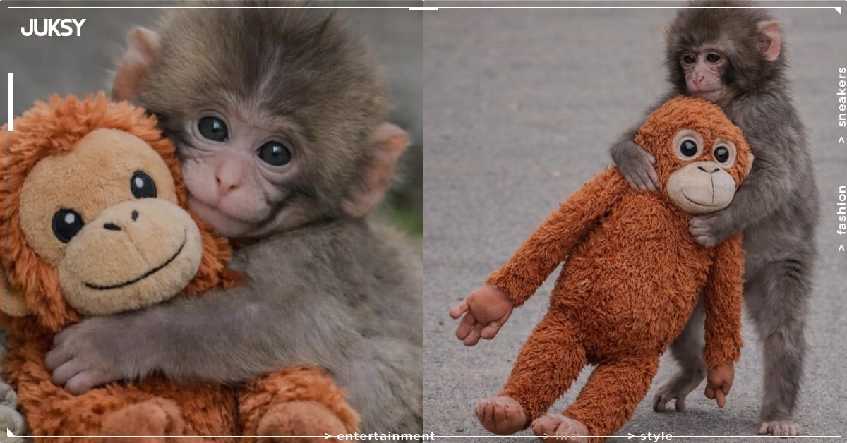 Panchi 小猴子紅什麼?緊抱 IKEA 玩偶、無法融入族群遭拖行⋯暖心故事一次看!