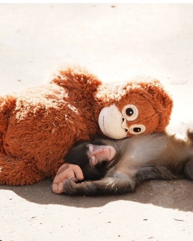 Panchi 小猴子紅什麼?緊抱 IKEA 玩偶、無法融入族群遭拖行⋯暖心故事一次看!