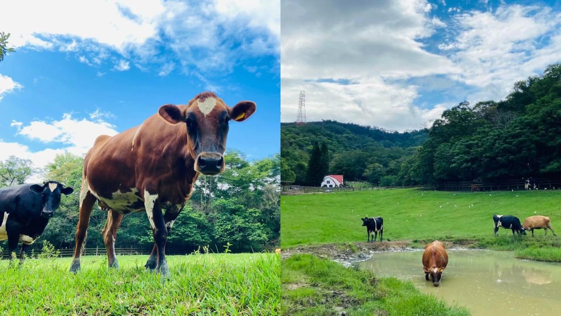 2026 全台 10 大動物休閒農場推薦總整理｜時間、地點、體驗活動⋯一次看！