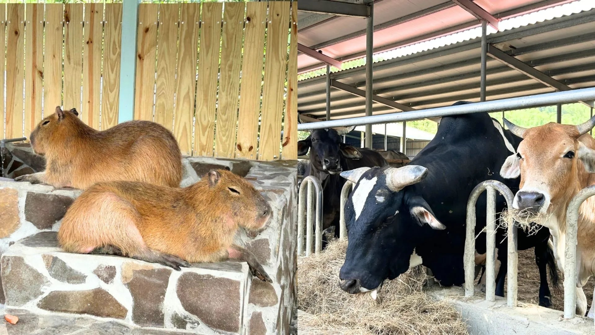 2026 全台 10 大動物休閒農場推薦總整理｜時間、地點、體驗活動⋯一次看！