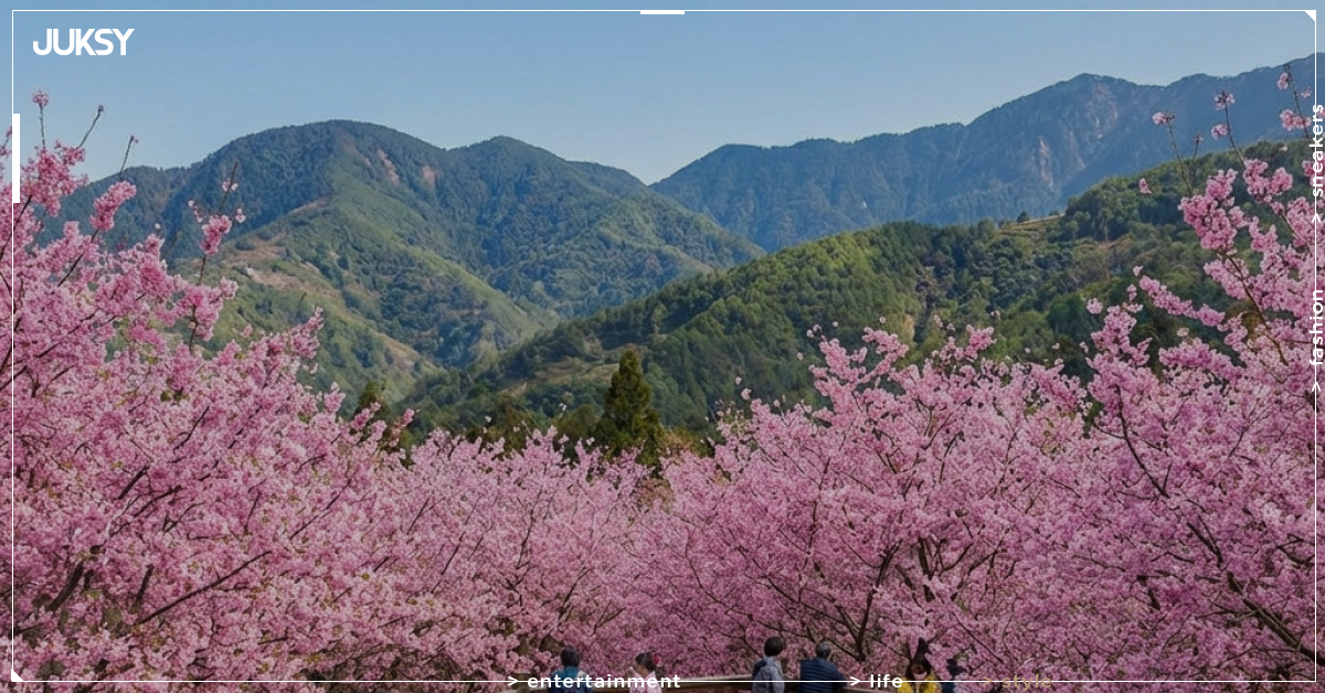 福壽山農場千櫻園花開6成！粉紅仙境花期延至4月 還能「牽姻緣」