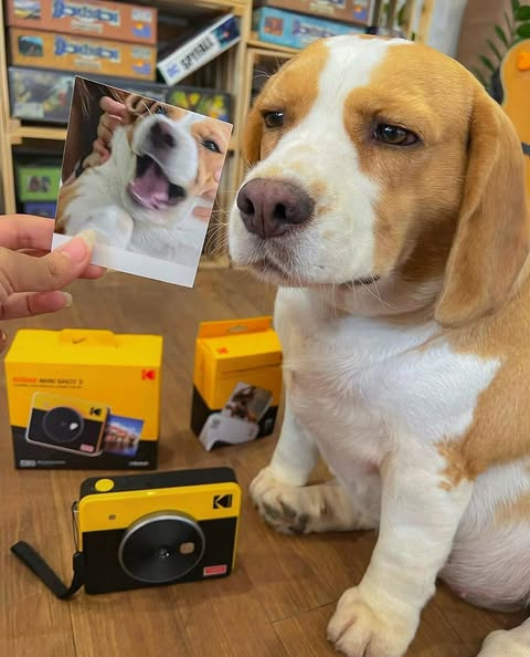 泰國 Mootoo 米格魯厭世臉爆紅！主人親揭嗜睡內幕：「他生病了！」