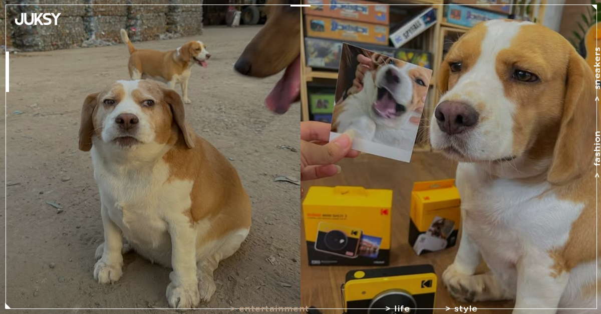 泰國 Mootoo 米格魯厭世臉爆紅！主人親揭嗜睡內幕：「他生病了！」