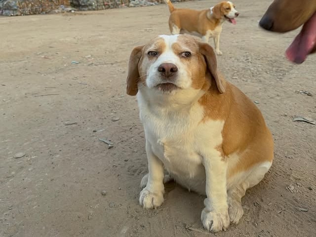 泰國 Mootoo 米格魯厭世臉爆紅！主人親揭嗜睡內幕：「他生病了！」