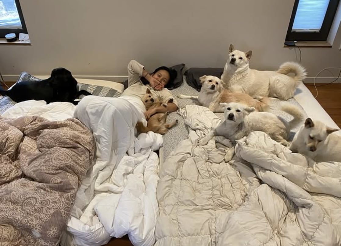 李孝利曬毛孩滿屋照片遭炎上！粉絲護主反擊：「養流浪狗才是天花板！」