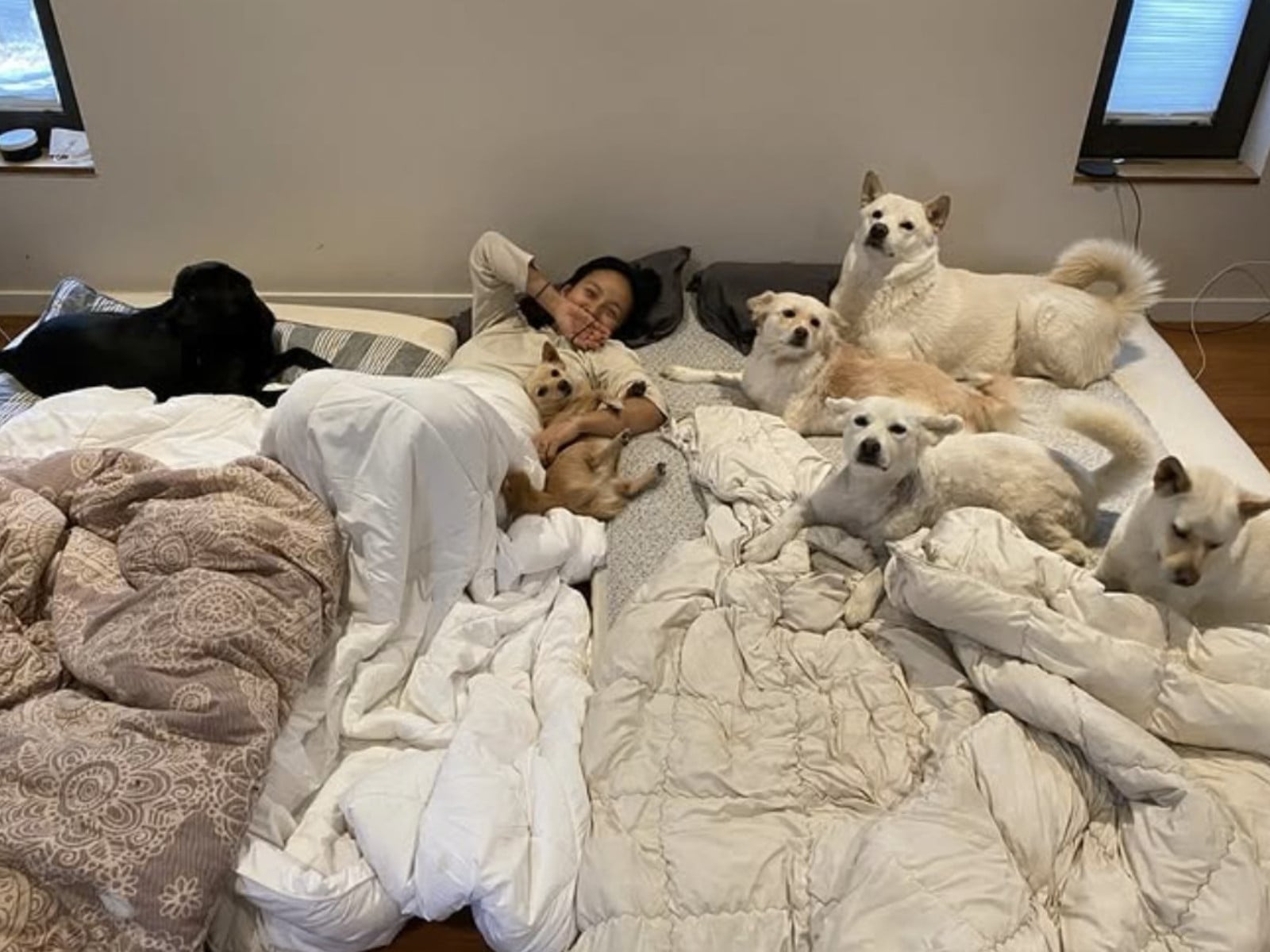 李孝利曬毛孩滿屋照片遭炎上！粉絲護主反擊：「養流浪狗才是天花板！」