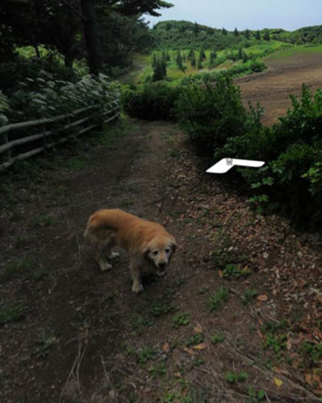 Google 地圖「黃金獵犬之島」爆紅！韓國竹島狗狗 Maru 出現 1,000 張街景照引熱議，網笑：最萌非官方導遊！