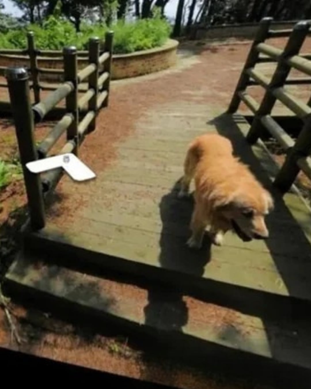 Google 地圖「黃金獵犬之島」爆紅！韓國竹島狗狗 Maru 出現 1,000 張街景照引熱議，網笑：最萌非官方導遊！