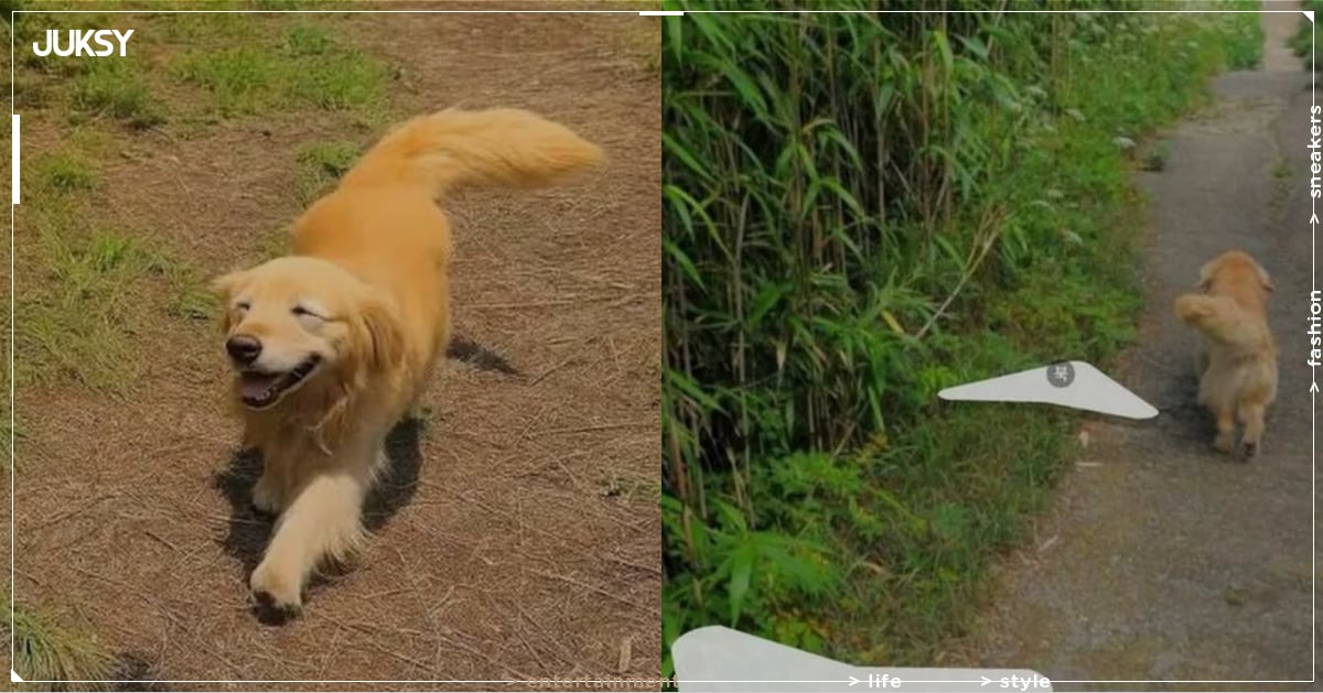 Google 地圖「黃金獵犬之島」爆紅！韓國竹島狗狗 Maru 出現 1,000 張街景照引熱議，網笑：最萌非官方導遊！