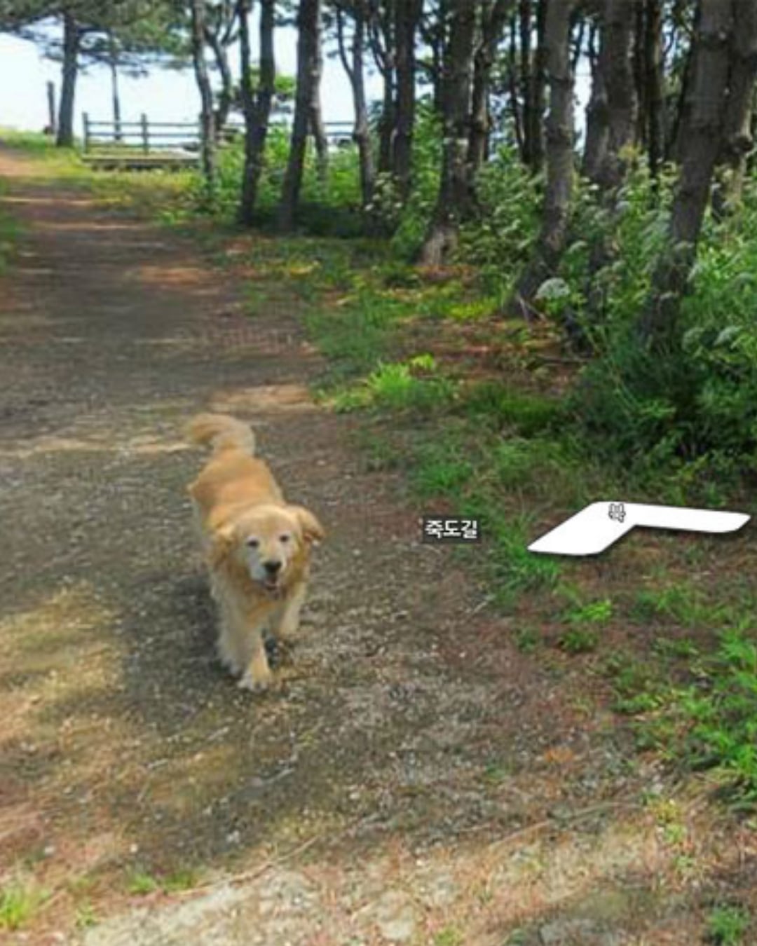 Google 地圖「黃金獵犬之島」爆紅！韓國竹島狗狗 Maru 出現 1,000 張街景照引熱議，網笑：最萌非官方導遊！