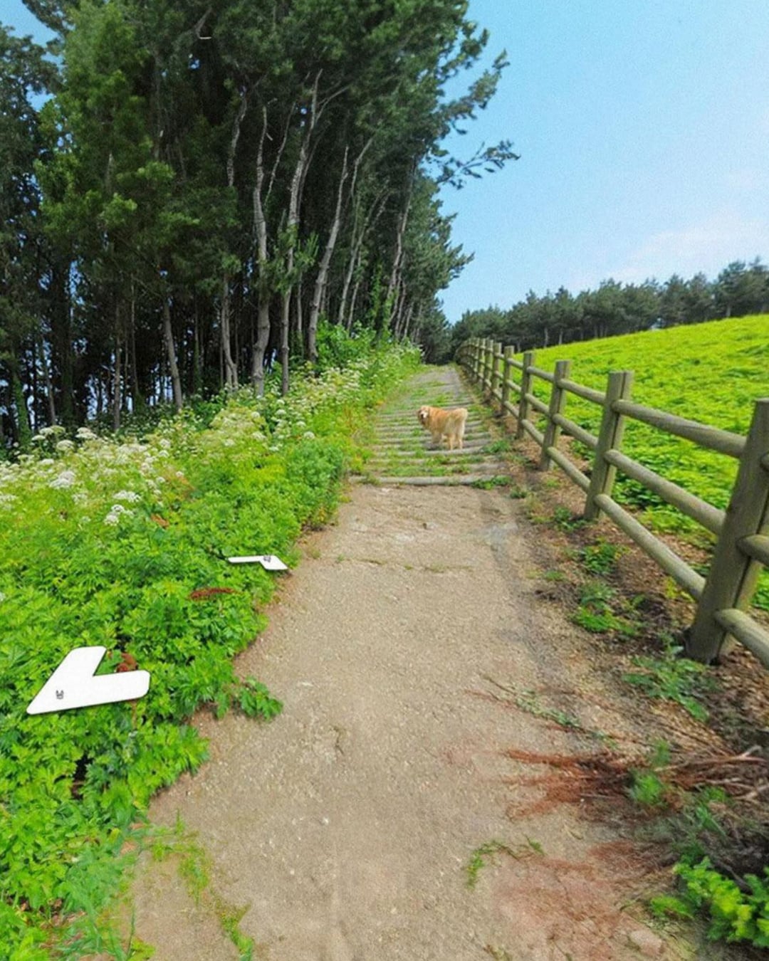 Google 地圖「黃金獵犬之島」爆紅！韓國竹島狗狗 Maru 出現 1,000 張街景照引熱議，網笑：最萌非官方導遊！