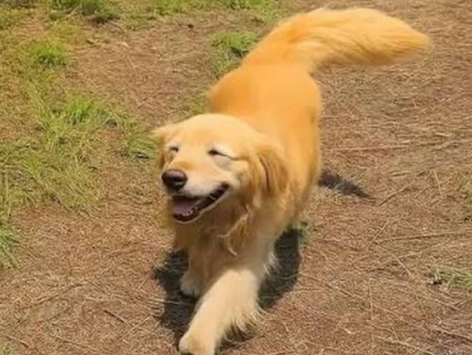 Google 地圖「黃金獵犬之島」爆紅！韓國竹島狗狗 Maru 出現 1,000 張街景照引熱議，網笑：最萌非官方導遊！