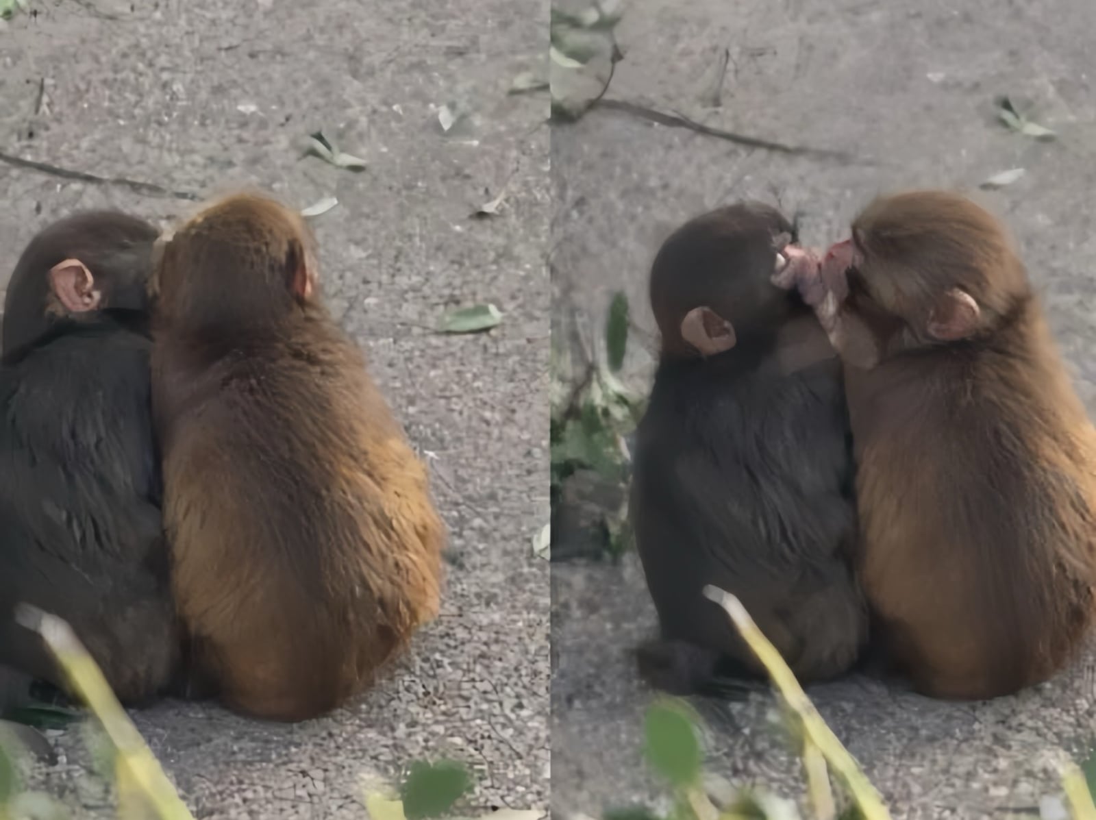 日本小猴子 Panchi 與母猴親親照曝光！網友感動喊：「真的長大了啦！」