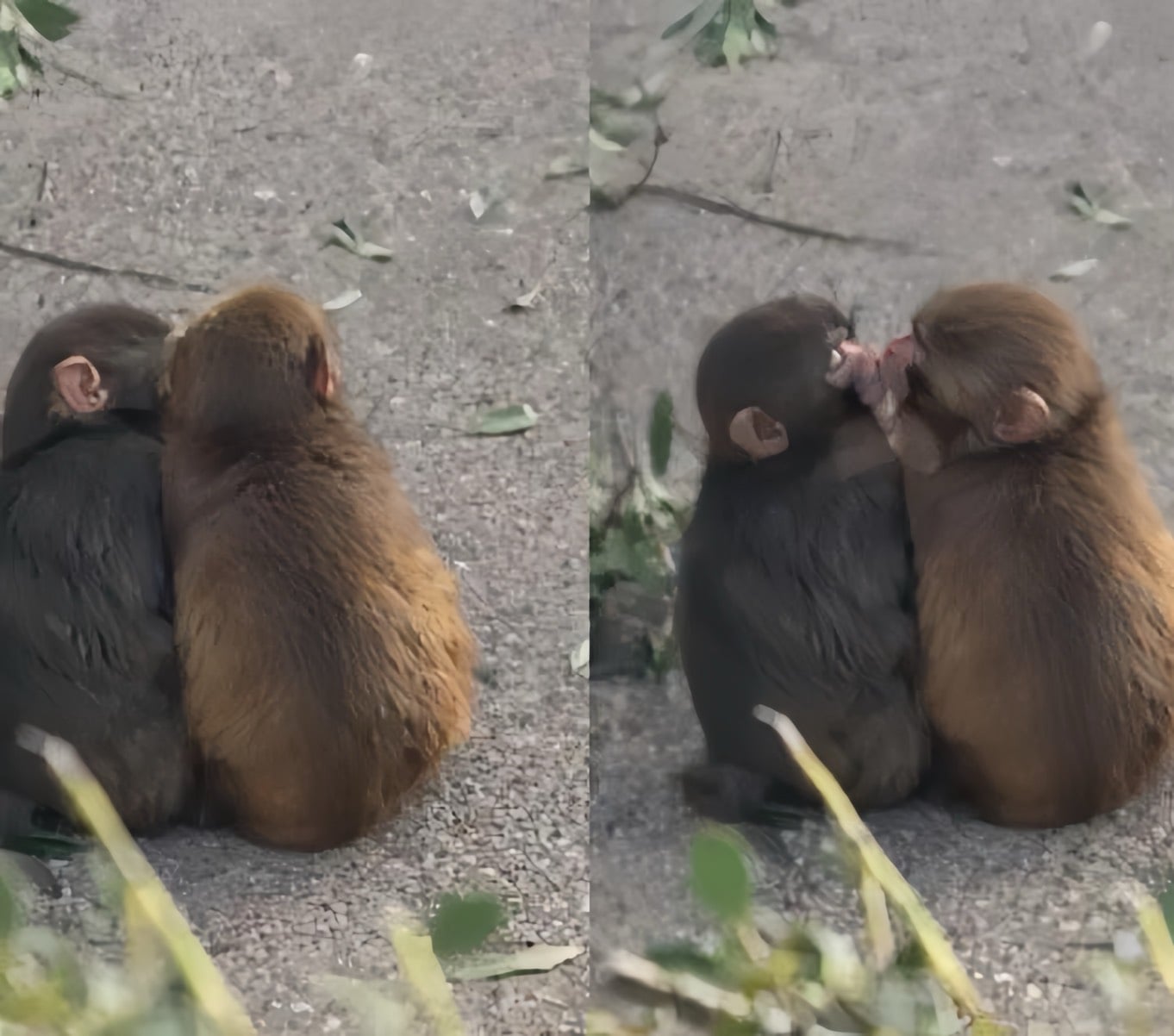 日本小猴子 Panchi 與母猴親親照曝光！網友感動喊：「真的長大了啦！」