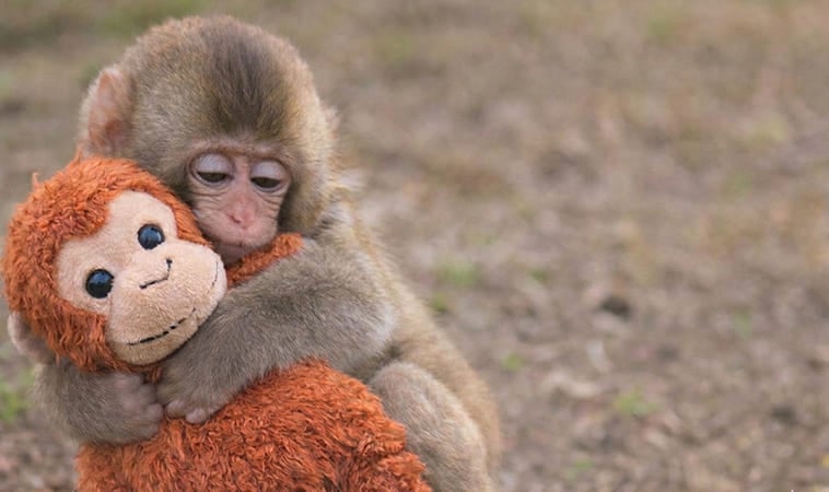 日本小猴子 Panchi 與母猴親親照曝光！網友感動喊：「真的長大了啦！」