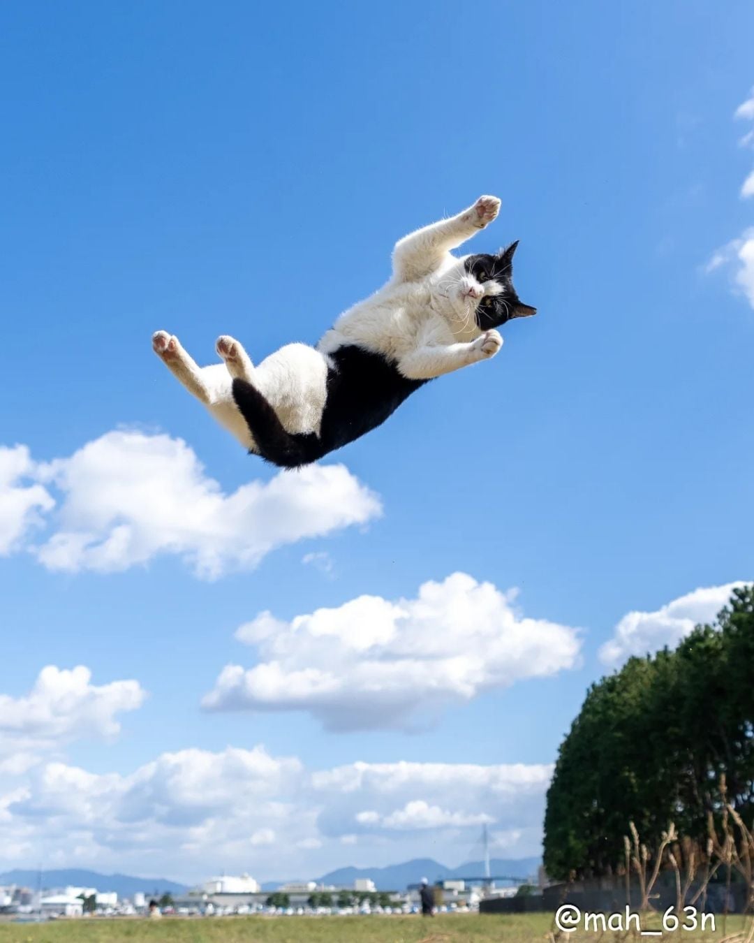 日本攝影師 mah×自由猫捕捉貓咪「崩壞瞬間」爆紅！365 張醜萌照片登上 2026 年日曆，貓奴必收！