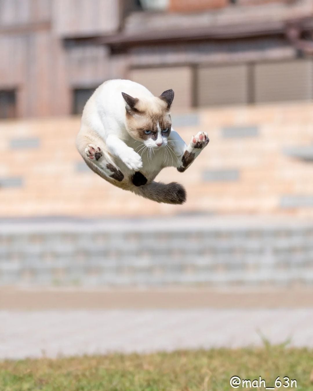 日本攝影師 mah×自由猫捕捉貓咪「崩壞瞬間」爆紅！365 張醜萌照片登上 2026 年日曆，貓奴必收！