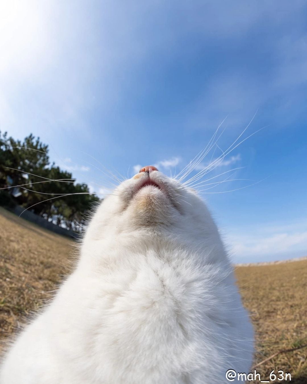 日本攝影師 mah×自由猫捕捉貓咪「崩壞瞬間」爆紅！365 張醜萌照片登上 2026 年日曆，貓奴必收！