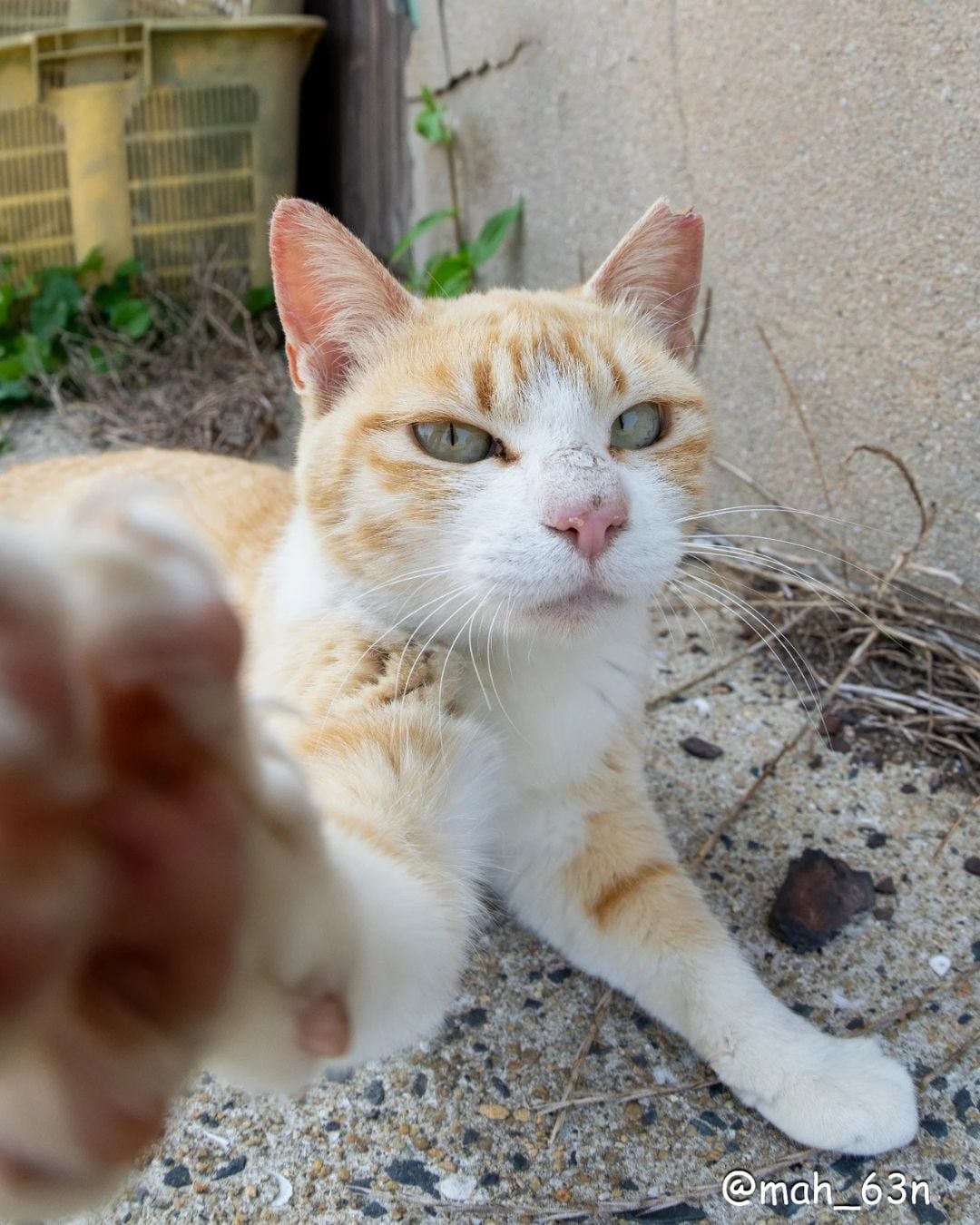 日本攝影師 mah×自由猫捕捉貓咪「崩壞瞬間」爆紅！365 張醜萌照片登上 2026 年日曆，貓奴必收！