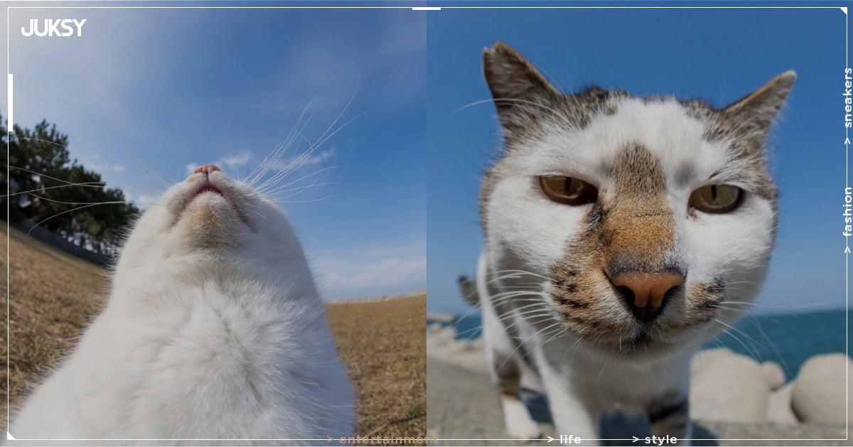 日本攝影師 mah×自由猫捕捉貓咪「崩壞瞬間」爆紅！365 張醜萌照片登上 2026 年日曆，貓奴必收！