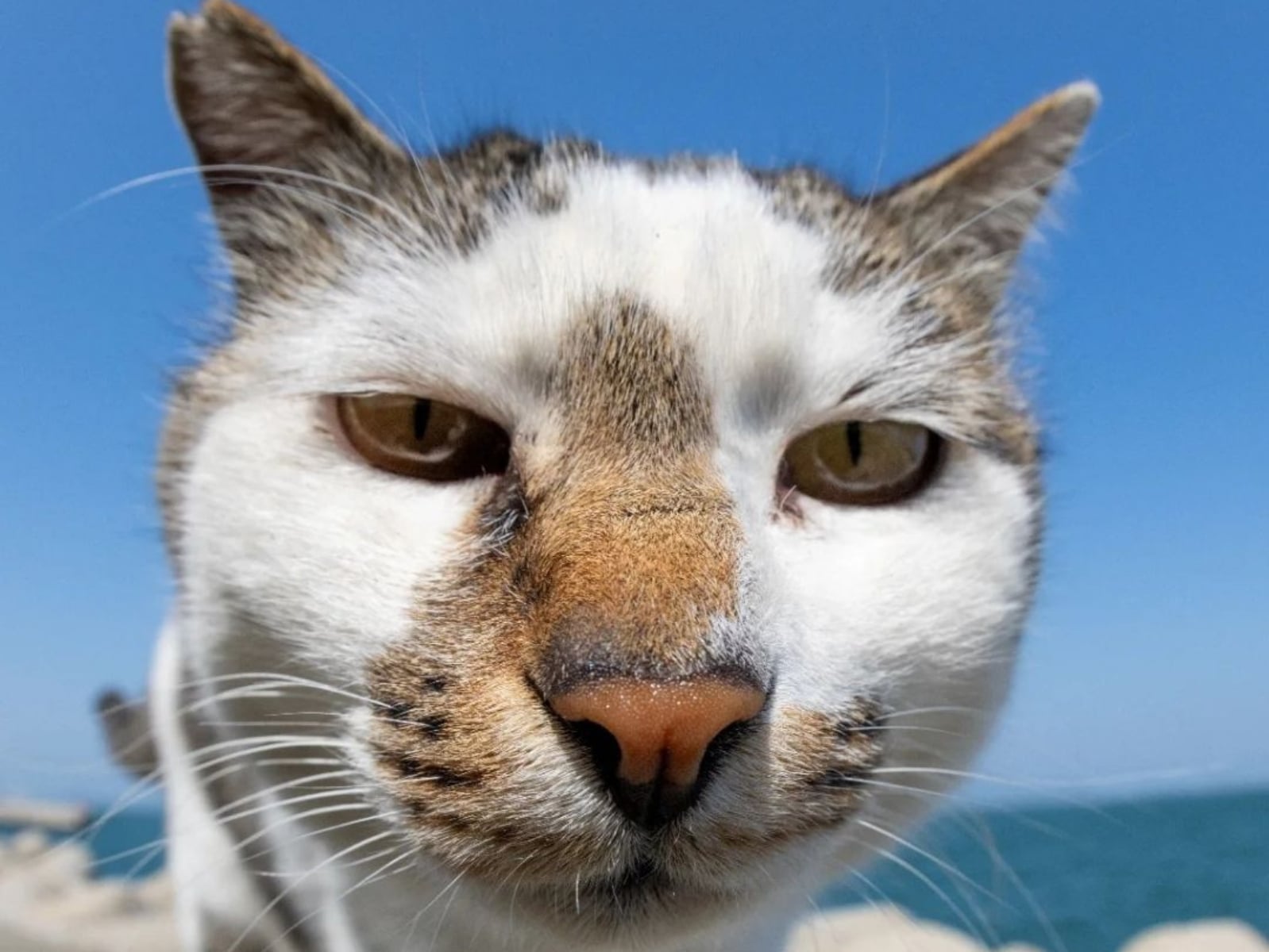 日本攝影師 mah×自由猫捕捉貓咪「崩壞瞬間」爆紅！365 張醜萌照片登上 2026 年日曆，貓奴必收！