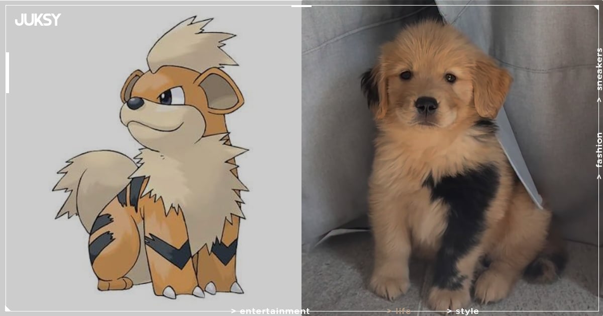 黃金獵犬幼犬包手胎記激似寶可夢「卡蒂狗」！網呼：「奶兇模樣欠收服！」
