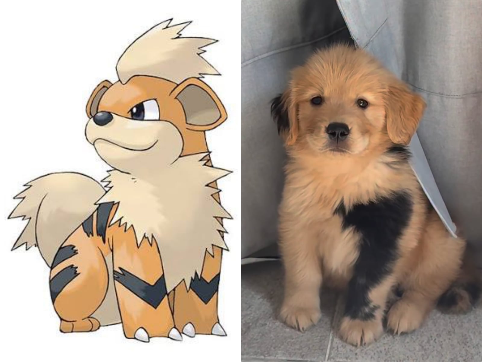 黃金獵犬幼犬包手胎記激似寶可夢「卡蒂狗」！網呼：「奶兇模樣欠收服！」