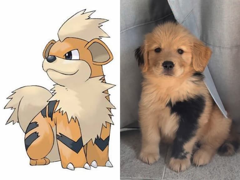 黃金獵犬幼犬包手胎記激似寶可夢「卡蒂狗」！網呼：「奶兇模樣欠收服！」
