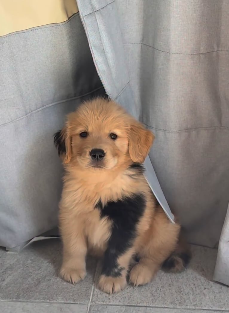 黃金獵犬幼犬包手胎記激似寶可夢「卡蒂狗」！網呼：「奶兇模樣欠收服！」