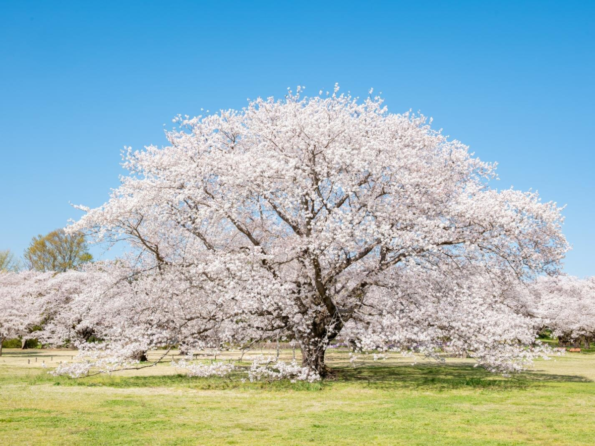 2026東京春季賞櫻活動總整理！千鳥淵、昭和紀念公園、東京鐵塔必去景點