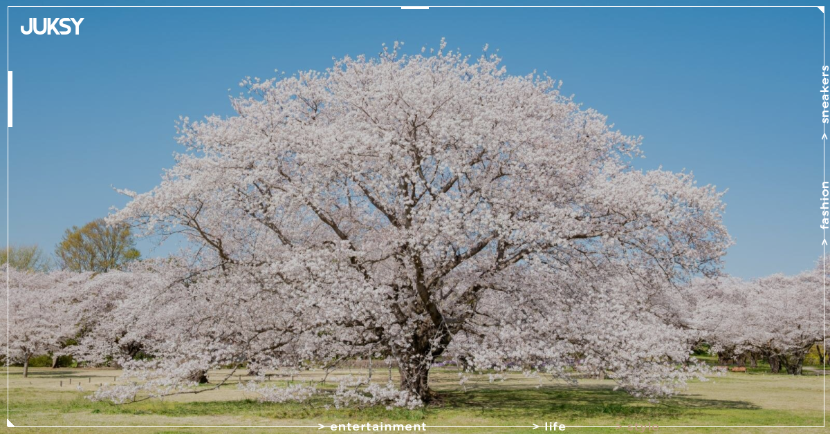 2026東京春季賞櫻活動總整理！千鳥淵、昭和紀念公園、東京鐵塔必去景點