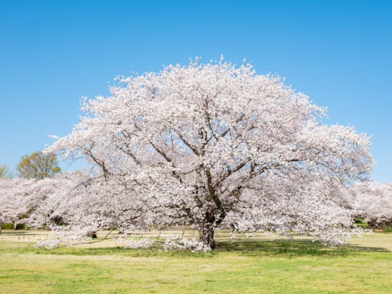 2026東京春季賞櫻活動總整理!千鳥淵、昭和紀念公園、東京鐵塔必去景點
