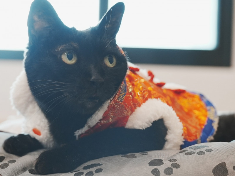 黃阿瑪後宮 16 歲黑貓 Socles 惡性淋巴瘤病逝！志銘狸貓：下輩子還要來當家人