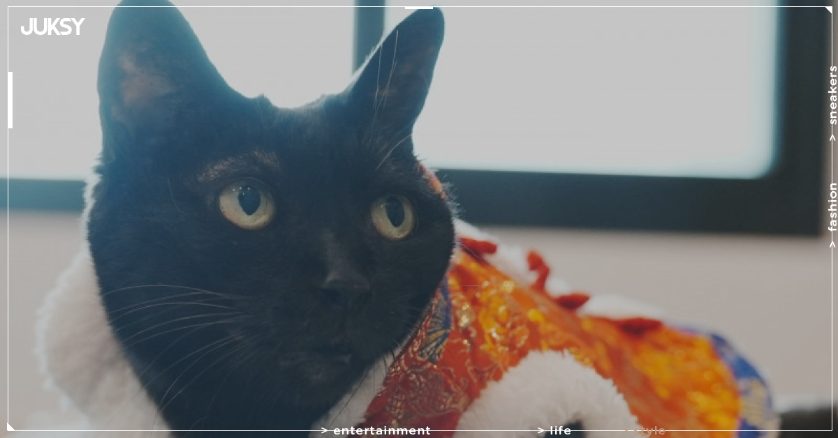 黃阿瑪後宮 16 歲黑貓 Socles 惡性淋巴瘤病逝！志銘狸貓：下輩子還要來當家人